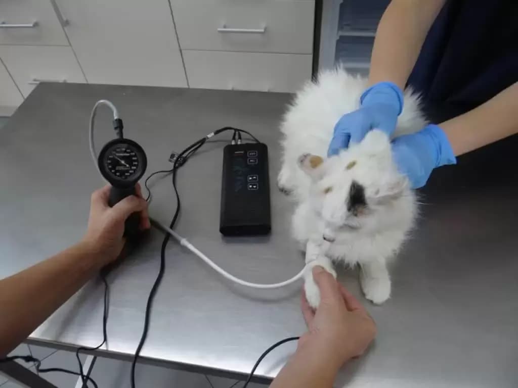 Jak leczyć udar u kota - skuteczne metody i pilna pomoc weterynaryjna