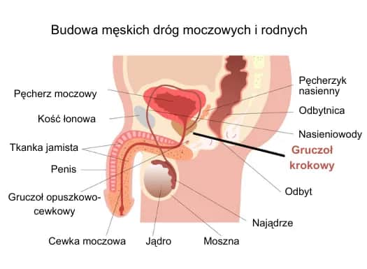 Niepokojące objawy raka prostaty: co powinien wiedzieć każdy mężczyzna